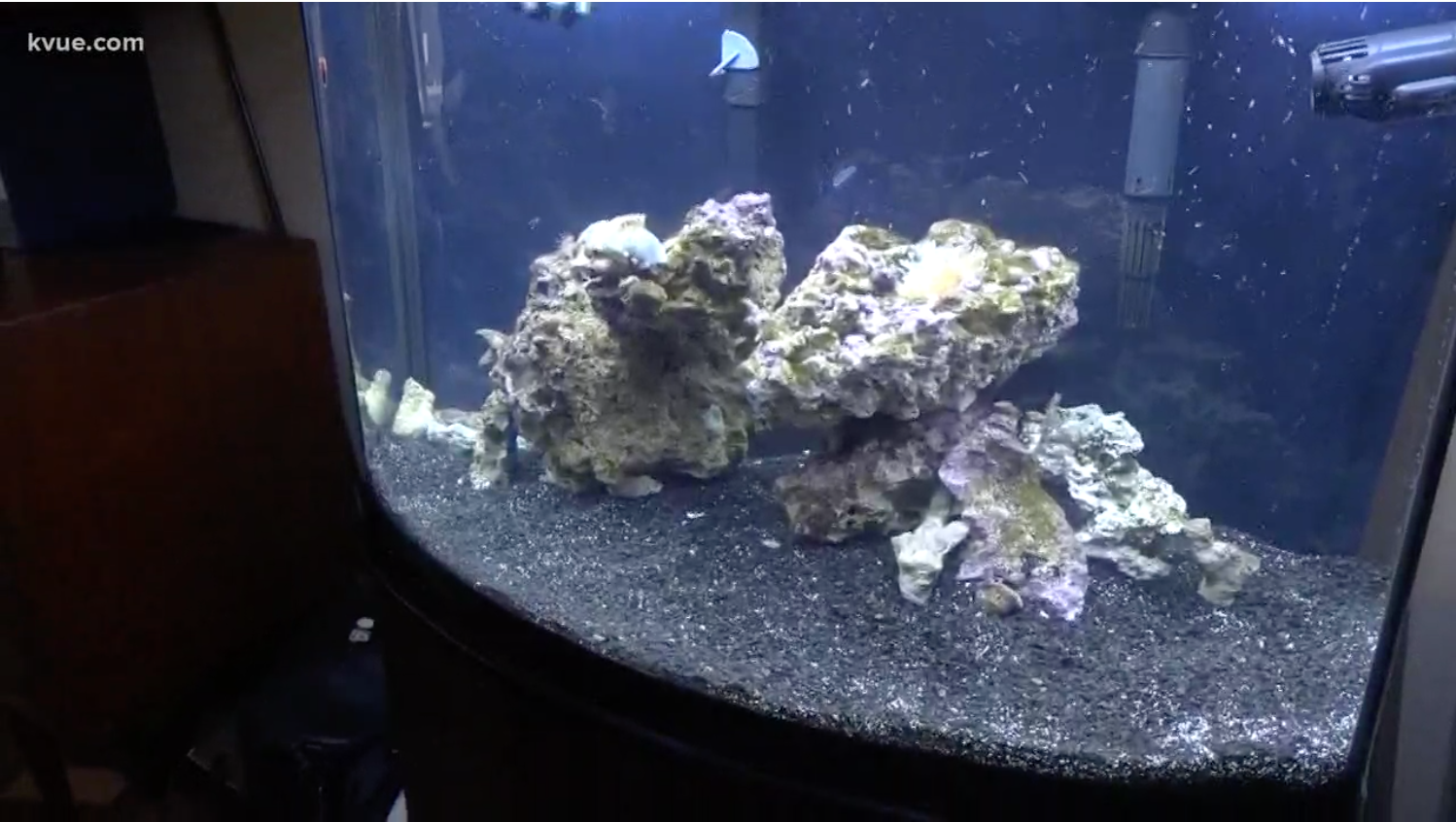 coral in freshwater tank